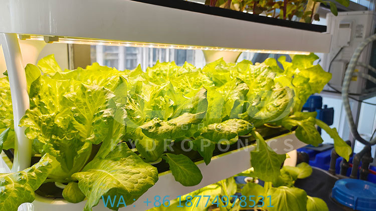 Agriculture Farming System - Sebze, Marul ve Çilek Yetiştirme İçin