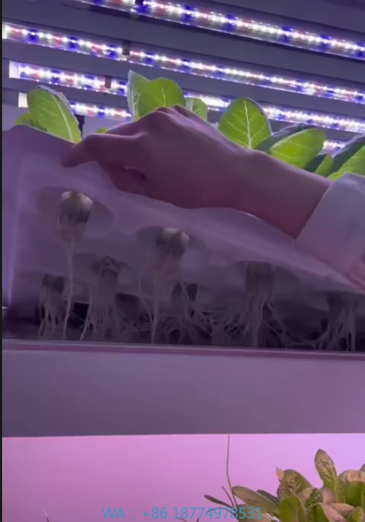 Sera Tarım Ekipmanları Mantar  - Agriculture Farming System incelemesi ve fiyatı