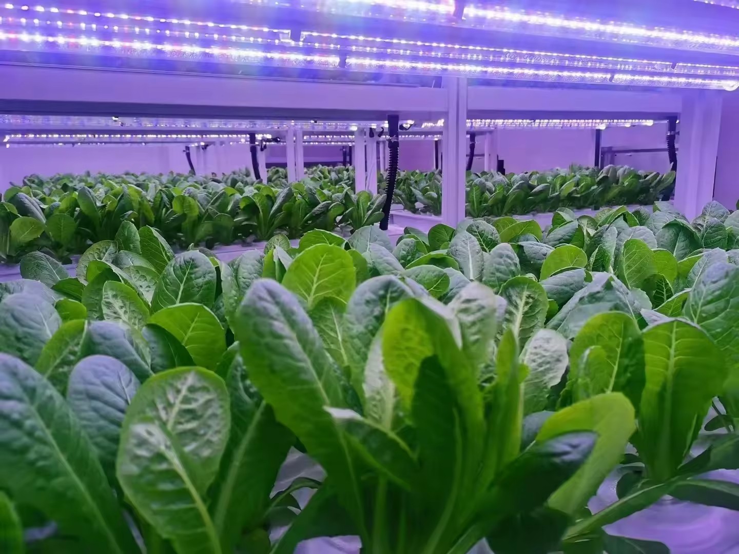 Sera Tarım Ekipmanları Mantar  - Agriculture Farming System incelemesi ve fiyatı