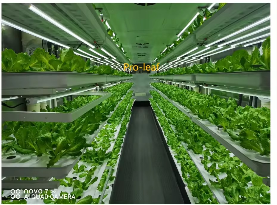 Sera Tarım Ekipmanları Mantar  - Agriculture Farming System incelemesi ve fiyatı